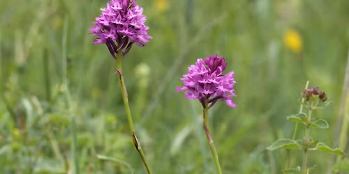 Orkid\u00e9tur til Jydelejet