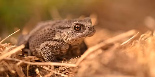 COMPLET - Balade naturaliste : Anoures aux marais 