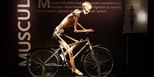 Bodies, the Exhibition