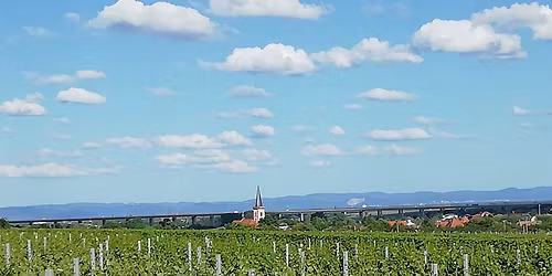 Schorle auf der Wiese mit Flohmarkt beim Weingut Dirk Wendel