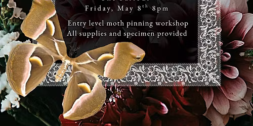 Saturn Moth Pinning Workshop in Salem MA | Hill House Parlour