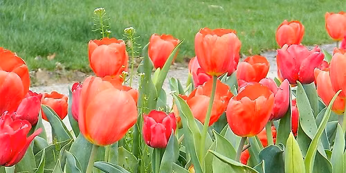 Bulb Pulling \/ Volunteer Event 