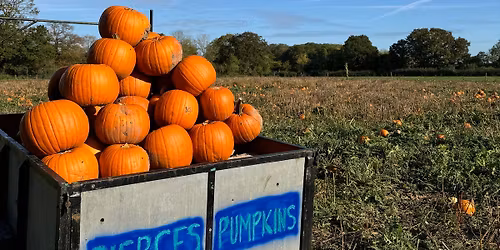 PUMPKIN PICKING