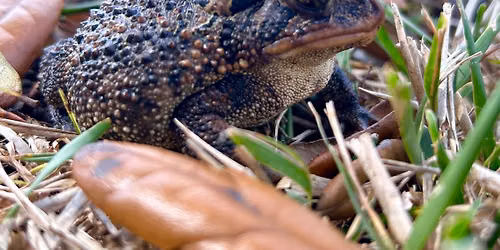 Daggerwing Visits The Library: Frogs & Toads 