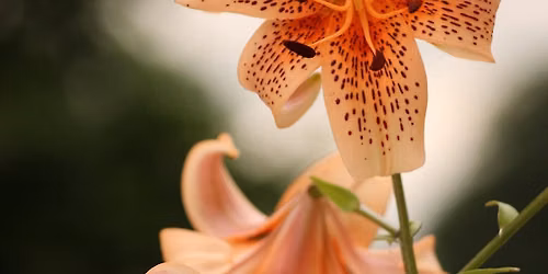 Flower Magick -  IN-PERSON