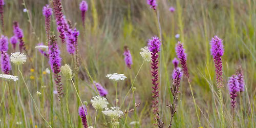 Wildflower Walk