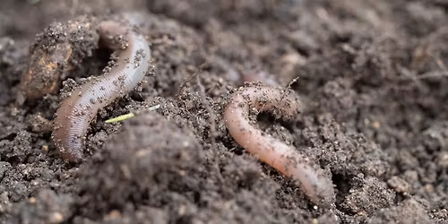 Looking after soil and composting