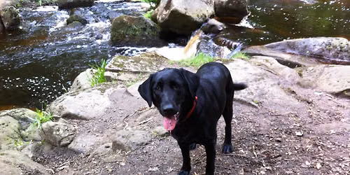 Spainel\u2019s and Cockerpoos June Adventures 