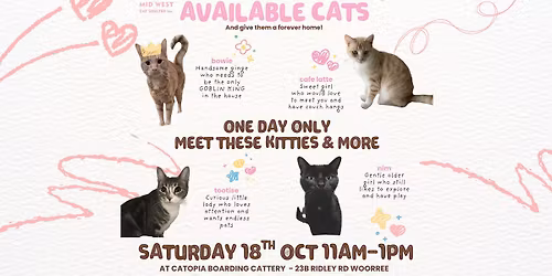 Meet our available cats! 