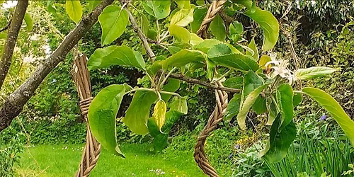 Willow Weaving Taster Session,  Windspinner. \u00a317- per person 