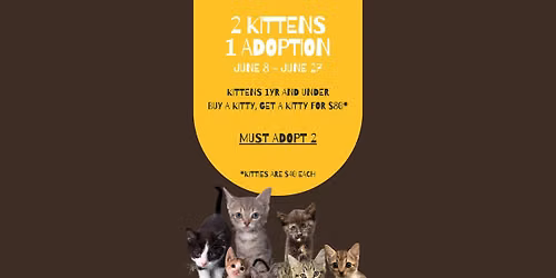 BOGO Kitties! ($40 adoption each)