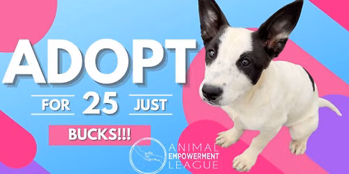 Pound Pups @ PSP