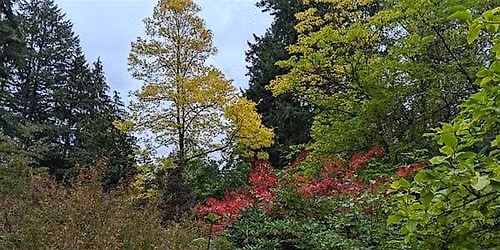 Master Pruner Class: Shrubs III - Puzzlers and Consequences