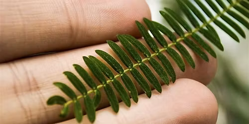 Plant Identification