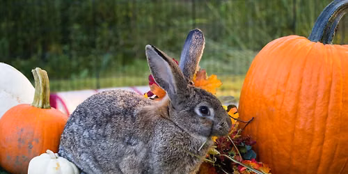2026 Apple Vs. Pumpkin Fall Throwdown