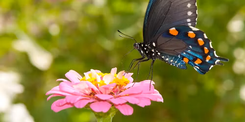 Birds, Bees & Me - A Talk for Girls