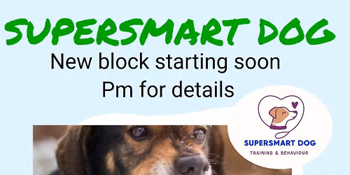 Reactivity- Beyond the Dog Bark - Sunday