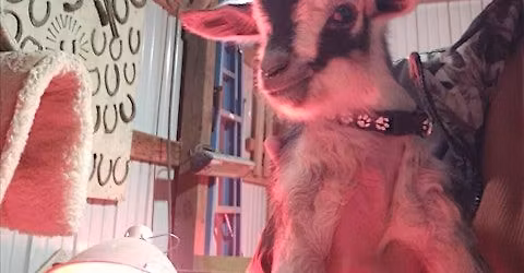 Baby Goats Gone Wild: Macram\u00e9 Mayhem