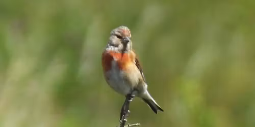 Birdwatching for Beginners