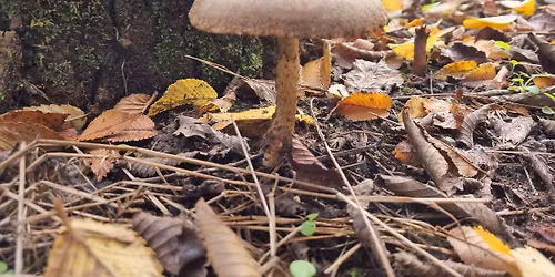 Marks from Nature - use natural inks to collage