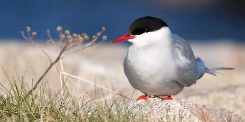 Iikka Kiven lintukuvaesitys: Suomen katoavat linnut