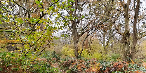MINCE PIES IN THE WOOD