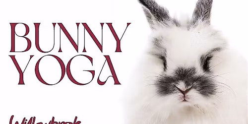 Bunny Yoga