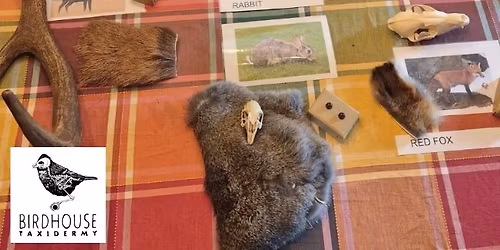 Home Ed Workshop: Taxidermy & Nature Exploration