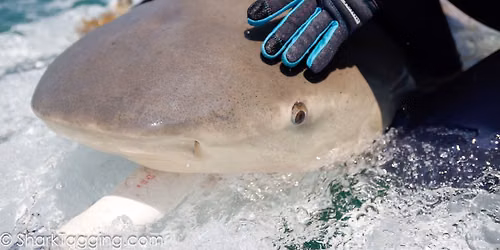 Shark Research Expedition with NSU and Guy Harvey Foundation