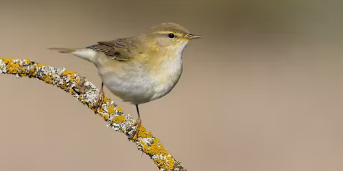 \u00c0 la d\u00e9couverte des chants d'oiseaux