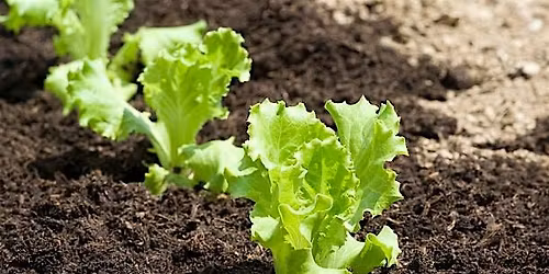 Growing Salad through the year