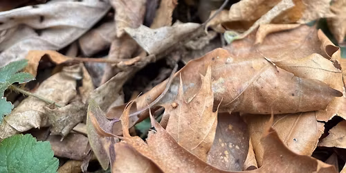 Spring Ephemerals Woods Walk