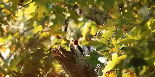 Feathers & Foliage at Fernbrook Preserve