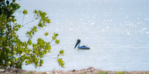 Celebrate St. Patrick\u2019s Weekend at the Flamingo Restaurant