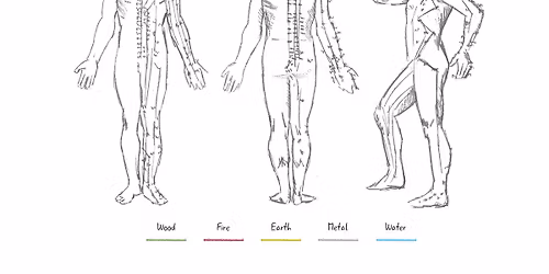 Ageless Pathways: The 12 Meridians