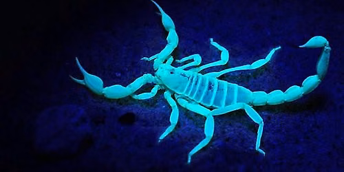 Scorpion Hike