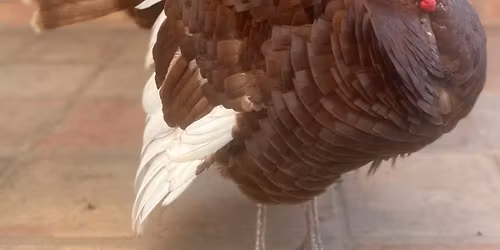 2025 Toast to the Turkeys Celebration