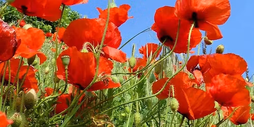 Remembrance Sunday Marshalling