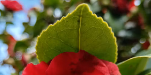 Sacred Heart: A Love and Gratitude Immersion day 