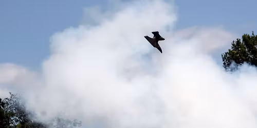 Independence Day Anvil Shoot Celebration
