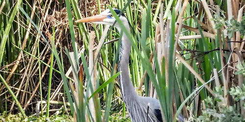 Birding Shadow Cliffs