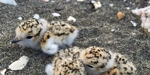 Junior Rangers at the Refuge: Snowy Plover Party!