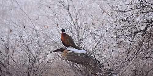 First Annual Pheasants Forever Southeast PA Chapter Banquet
