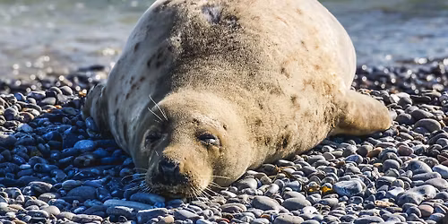 Syv\u00e4n levon meditaatiop\u00e4iv\u00e4 su 14.12.