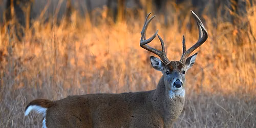 Oh Deer, Reindeer Relatives