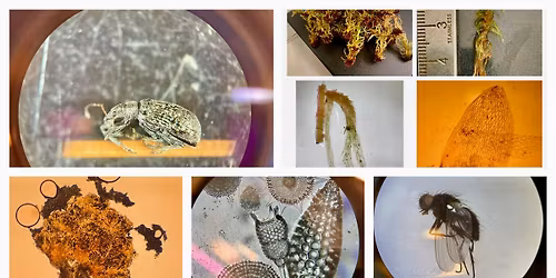 Labkveld! - identification evening!