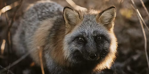 Foxes in Folklore with Ohio Canid Center