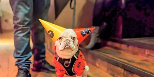Manchester \u2013 Pint Sized Pooches Christmas Tour \ud83c\udf84