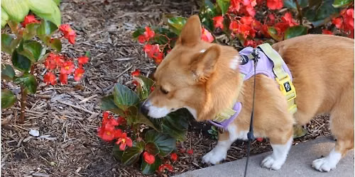 Paws in Garden