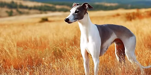 SoAZ Greyhound Adoption Meetup